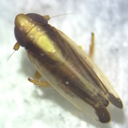 Kelisia yarkonensis